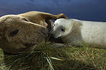Grey seal (Halichoerus grypus) with pup, Donna Nook, Lincolnshire, UK, November 2008