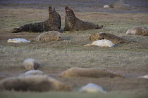 Grey seal (Halichoerus grypus) bulls calling surrounded by resting mothers and pups, Donna Nook, Lincolnshire, UK, November 2008
