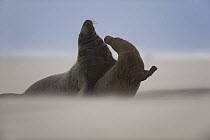 Grey seal (Halichoerus grypus) pair with wind blowing sand, Donna Nook, Lincolnshire, UK, November 2008