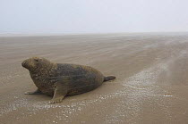 Grey seal (Halichoerus grypus) on beach with wind blowing sand and snow starting to settle, Donna Nook, Lincolnshire, UK, November 2008