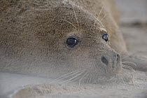 Grey seal (Halichoerus grypus) lying on beach covered in sand, Donna Nook, Lincolnshire, UK, November 2008
