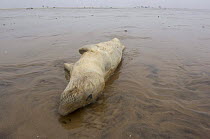 Dead Grey seal pup (Halichoerus grypus) on wet sand, Donna Nook, Lincolnshire, UK, November 2008
