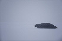 Grey seal (Halichoerus grypus) on snow covered beach, Donna Nook, Lincolnshire, UK, November 2008