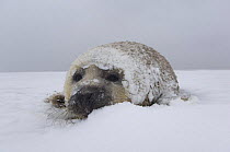 Grey seal (Halichoerus grypus) pup on snow covered beach, Donna Nook, Lincolnshire, UK, November 2008