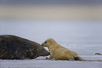 Grey seal (Halichoerus grypus) with pup in snow, Donna Nook, Lincolnshire, UK, November 2008