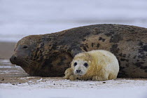 Grey seal (Halichoerus grypus) with pup, Donna Nook, Lincolnshire, UK, November 2008