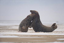 Two Grey seal (Halichoerus grypus) males fighting, Donna Nook, Lincolnshire, UK, November 2008
