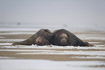 Two male Grey seals (Halichoerus grypus) lying on the beach exhausted after a fifteen minute fight,  Donna Nook, Lincolnshire, UK, November 2008