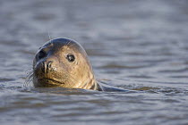 Grey seal (Halichoerus grypus) in sea, Donna Nook, Lincolnshire, UK, November 2008
