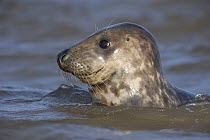 Grey seal (Halichoerus grypus) swimming in sea, Donna Nook, Lincolnshire, UK, November 2008