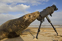 Grey seal (Halichoerus grypus) bull sniffing photographers tripod, Donna Nook, Lincolnshire, UK, November 2008 WWE OUTDOOR EXHIBITION. WWE BOOK.