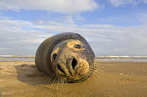 Grey seal (Halichoerus grypus) lying on beach, Donna Nook, Lincolnshire, UK, November 2008