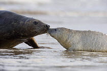 Grey seal (Halichoerus grypus) interacting with pup, Donna Nook, Lincolnshire, UK, November 2008