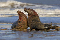 Grey seal (Halichoerus grypus) males fighting, Donna Nook, Lincolnshire, UK, November 2008