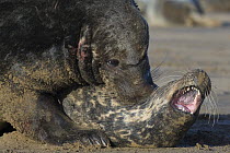 Grey seal (Halichoerus grypus) mating behaviour, male pinning down female, Donna Nook, Lincolnshire, UK, November 2008
