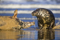 Two Grey seals (Halichoerus grypus) Donna Nook, Lincolnshire, UK, November 2008