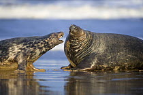 Grey seal (Halichoerus grypus) courtship, Donna Nook, Lincolnshire, UK, November 2008