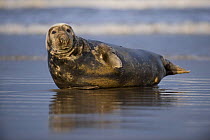 Grey seal (Halichoerus grypus) lying on wet sand, Donna Nook, Lincolnshire, UK, November 2008