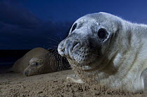 Grey seal (Halichoerus grypus) pup with adult in the background, Donna Nook, Lincolnshire, UK, November 2008