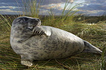 Grey seal (Halichoerus grypus) with flipper in its mouth, Donna Nook, Lincolnshire, UK, November 2008