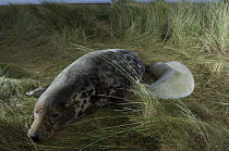 Grey seal (Halichoerus grypus) with pup resting, Donna Nook, Lincolnshire, UK, November 2008