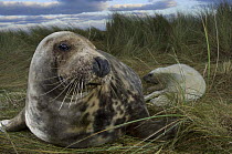 Grey seal (Halichoerus grypus) with pup in the dunes, Donna Nook, Lincolnshire, UK, November 2008.