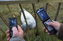 People using mobile phone to photograph Grey seal (Halichoerus grypus) pup through fence, Donna Nook, Lincolnshire, UK, November 2008