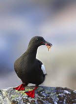 Black guillemot (Cepphus grylle) on rock with fish for young. Shetland Isles, Scotland, July