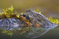 Common frog (Rana temporaria) pair in amplexus amongst spawn, Derbyshire, UK, March