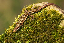 Common / Viviparous lizard (Lacerta vivipera) on mossy stone. Derbyshire, UK, April