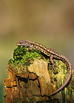 Common / Viviparous lizard (Lacerta vivipera) on mossy stone. Derbyshire, UK, April