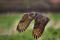 Eagle owl (Bubo bubo) in flight, Captive bred, Gloucestershire, UK, April
