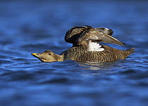 Eider duck (Somateria molissima) female on water stretching wings, Northumberland, UK, March