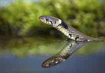Grass snake (Natrix natrix) hunting in water, Derbyshire, UK, April