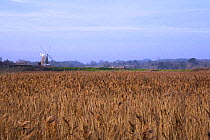 Reed bed with windmill in the background, Cley-next-the-sea, Norfolk, January 2009