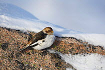 Snow bunting (Plectrophenax nivalis) in winter plumage, Cairngorms National Park, Scotland, UK, February