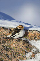 Snow bunting (Plectrophenax nivalis) in winter plumage, Cairngorms National Park, Scotland, UK, February