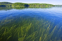 Marine eelgrass (Zostera marina), Ucluelet Inlet, Vancouver Island, British Columbia, Canada