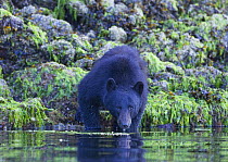 Black bear (Ursus Americanus) on shoreline, drinking, Barkley Sound, Vancouver Island, British Columbia, Canada