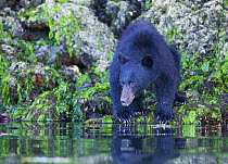 Black bear (Ursus Americanus) on shoreline drinking, Barkley Sound, Vancouver Island, British Columbia, Canada