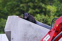 'Problem' Black bear in dumpster, Barkley Sound, Vancouver Island, British Columbia, Canada