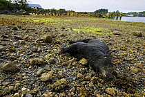 Dead Black bear (Ursus americanus) shot for regularly feeding on nearby fish plant garbage, Ucluelet Inlet, Barkley Sound, Vancouver Island, British Columbia, Canada