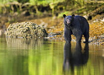 Black Bear (Ursus americanus) at waters edge, Barkley Sound, Vancouver Island, British Columbia, Canada