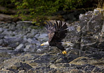 Bald eagle (Haliaeetus leucocephalus) in flight, Barkley Sound, Vancouver Island, British Columbia, Canada