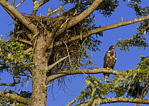 Juvenile Bald eagle (Haliaeetus leucocephalus) next to 25 year old nest, Barkley Sound, Vancouver Island, British Columbia, Canada
