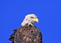 Bald eagle (Haliaeetus leucocephalus) portrait, Barkley Sound, Vancouver Island, British Columbia, Canada
