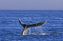 Grey whale sounding (Eschrichtius robustus), Barkley Sound, Vancouver Island, British Columbia, Canada