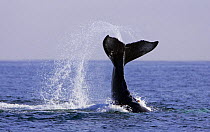 Humpback whale (Megaptera novaeangliae) lobb tailing, Barkley Sound, Vancouver Island, British Columbia, Canada