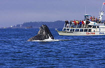 Humpback whale (Megaptera novaeangliae) lunge feeding in front of whale watching boat, Barkley Sound, Vancouver Island, British Columbia, Canada