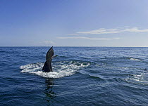 Humpback whale diving (Megaptera novaeangliae), Barkley Sound, Vancouver Island, British Columbia, Canada